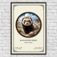 Série de zoologie sur le furet à pattes noires