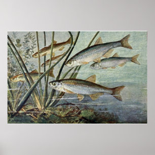 Poster Série sous-marine du monde d'abord de quatre