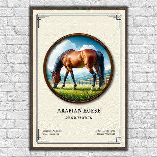 Poster Séries de zoologie du cheval arabe