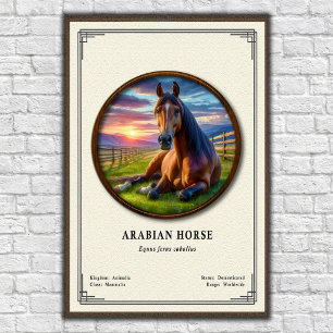 Poster Séries de zoologie du cheval arabe