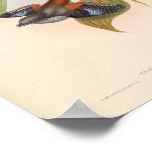 Poster Serilophus Rubropygius Oiseau Vintage D'Asie (Coin)