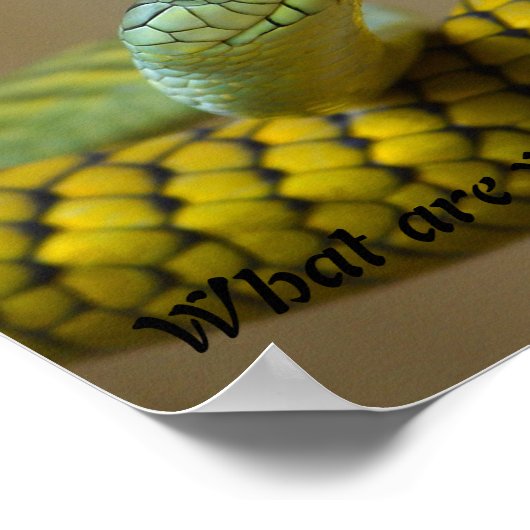 Poster Serpent (Coin)