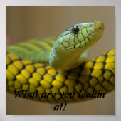 Poster Serpent (Devant)