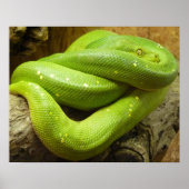 Poster Serpent (Devant)