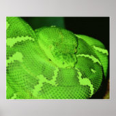 Poster serpent (Devant)