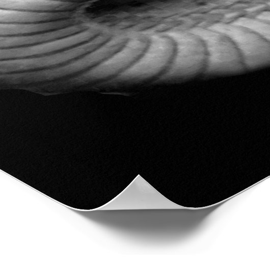 Poster Serpent (Coin)