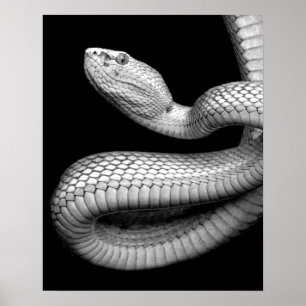 Poster Serpent