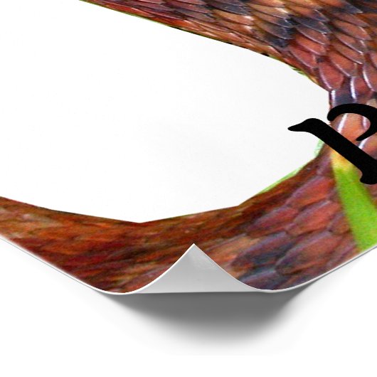 Poster Serpent à eau baignée (Coin)