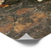 Poster Serpent à nez de porc (Coin)