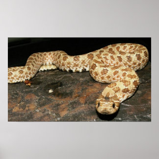 Poster Serpent à nez de porc