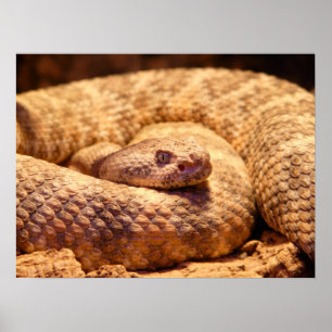 Poster Serpent à sonnette tacheté effrayant