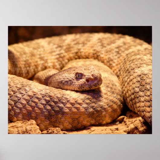 Poster Serpent à sonnette tacheté effrayant (Devant)