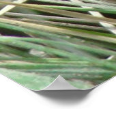 Poster Serpent à taureau R4 en herbe (Coin)