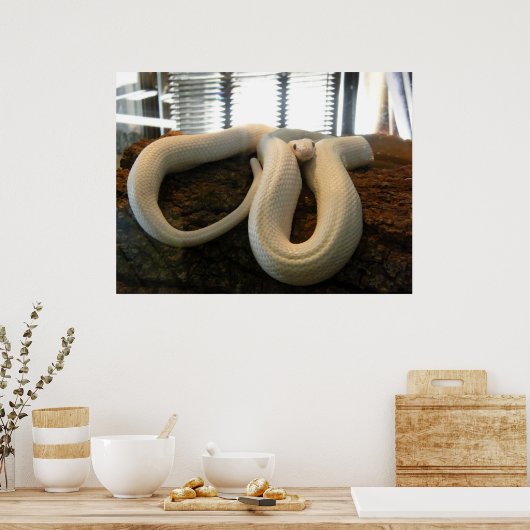 Poster Serpent albinos (Cuisine)