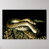 Poster Serpent brillant (Devant)