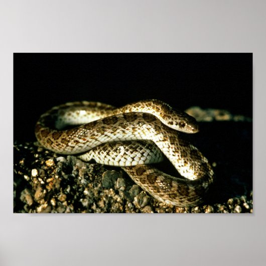Poster Serpent brillant (Devant)