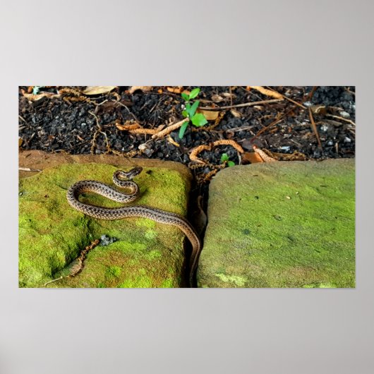 Poster Serpent brun du Texas (Devant)