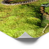 Poster Serpent brun du Texas (Coin)