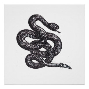 Poster Serpent Crotalus Cascavella (Vipère à Piton Venime