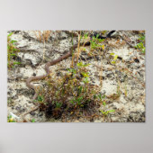 Poster Serpent de charcuterie (Devant)