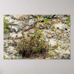 Poster Serpent de charcuterie