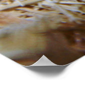 Poster Serpent de maïs de couleur claire (Coin)