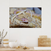 Poster Serpent de maïs de couleur claire (Cuisine)