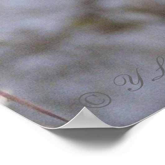 Poster Serpent d'eau (Coin)