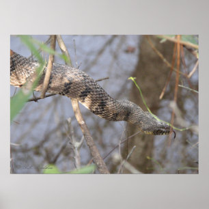 Poster Serpent d'eau