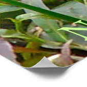 Poster Serpent d'eau du Nord reposant sur le journal de p (Coin)