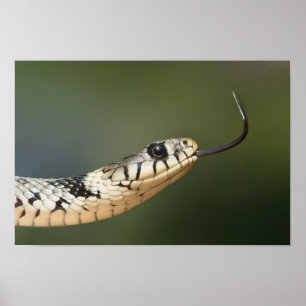 Poster Serpent d'herbe