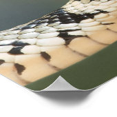 Poster Serpent d'herbe (Coin)