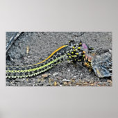 Poster Serpent Garter (Devant)