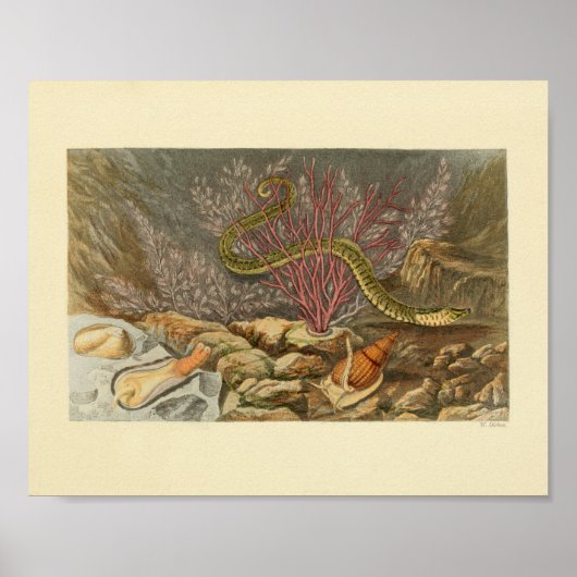 Poster Serpent marin Corail Ocean Life Imprimer (Devant)