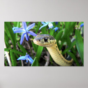 Poster Serpent mignon