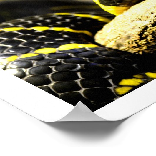 Poster Serpent noir et jaune (Coin)