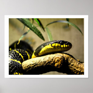Poster Serpent noir et jaune