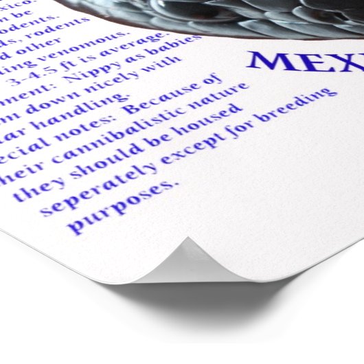 Poster Serpent noir mexicain (Coin)