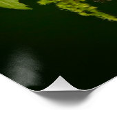 Poster Serpent Viper Poison du Costa Rica (Coin)