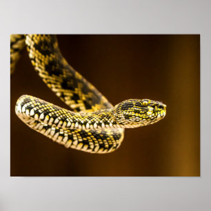 Poster Serpent Vipère à Motif Jaune et Noir saisissant