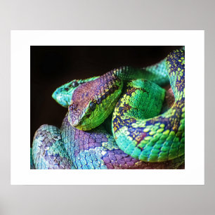 Poster Serpents colorés