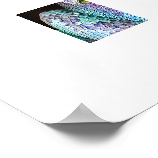 Poster Serpents colorés (Coin)