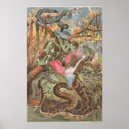 Poster Serpents de la Jungle africaine 1889 (Devant)