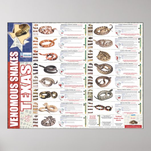 Poster Serpents venimeux du Texas Poser par le NNTRC (Devant)