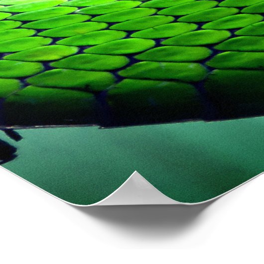 Poster Serpents verts (Coin)