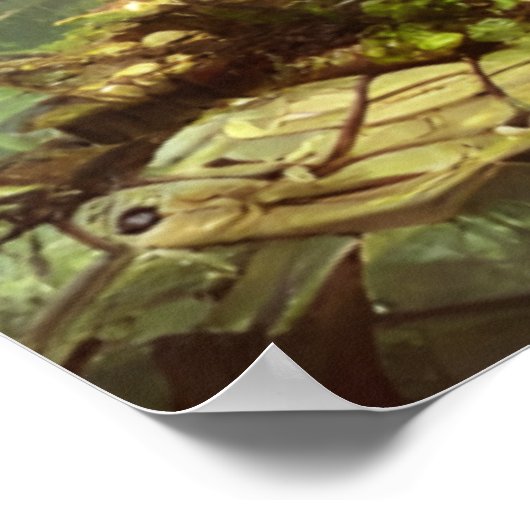 Poster Serre de vapeur dans la jungle (Coin)