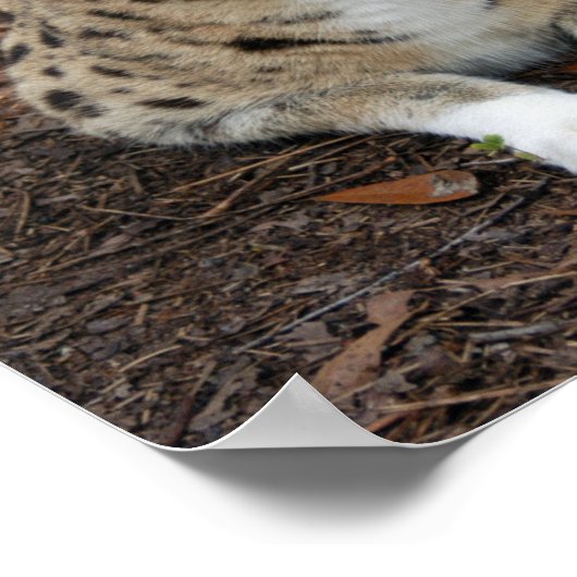 Poster serval 003 (Coin)