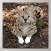 Poster serval 003 (Devant)