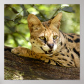 Poster serval 035 (Devant)