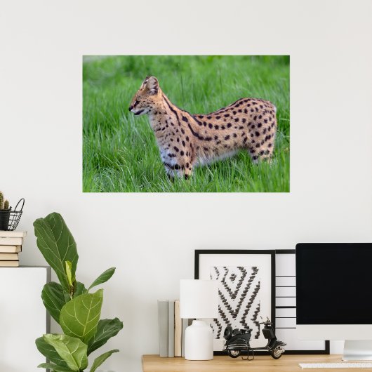 Poster Serval dans l'herbe (Bureau à domicile)